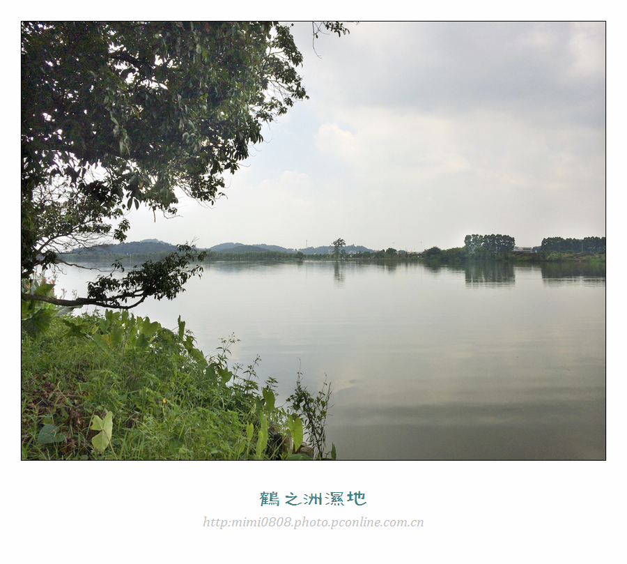 湿地,占地300亩,自古是鹤群栖息翔聚的地方,附近的鹤洲村因此而得名