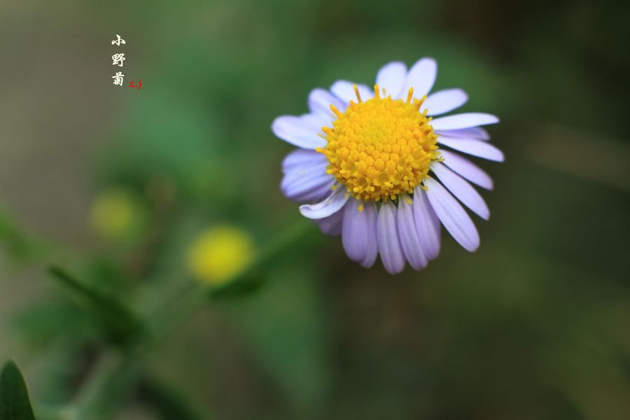 小野菊