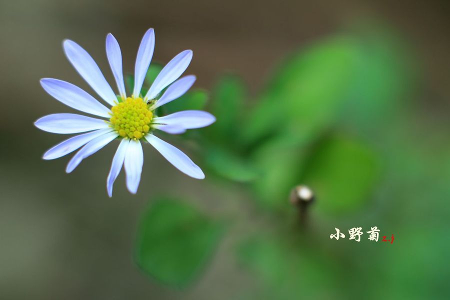 小野菊