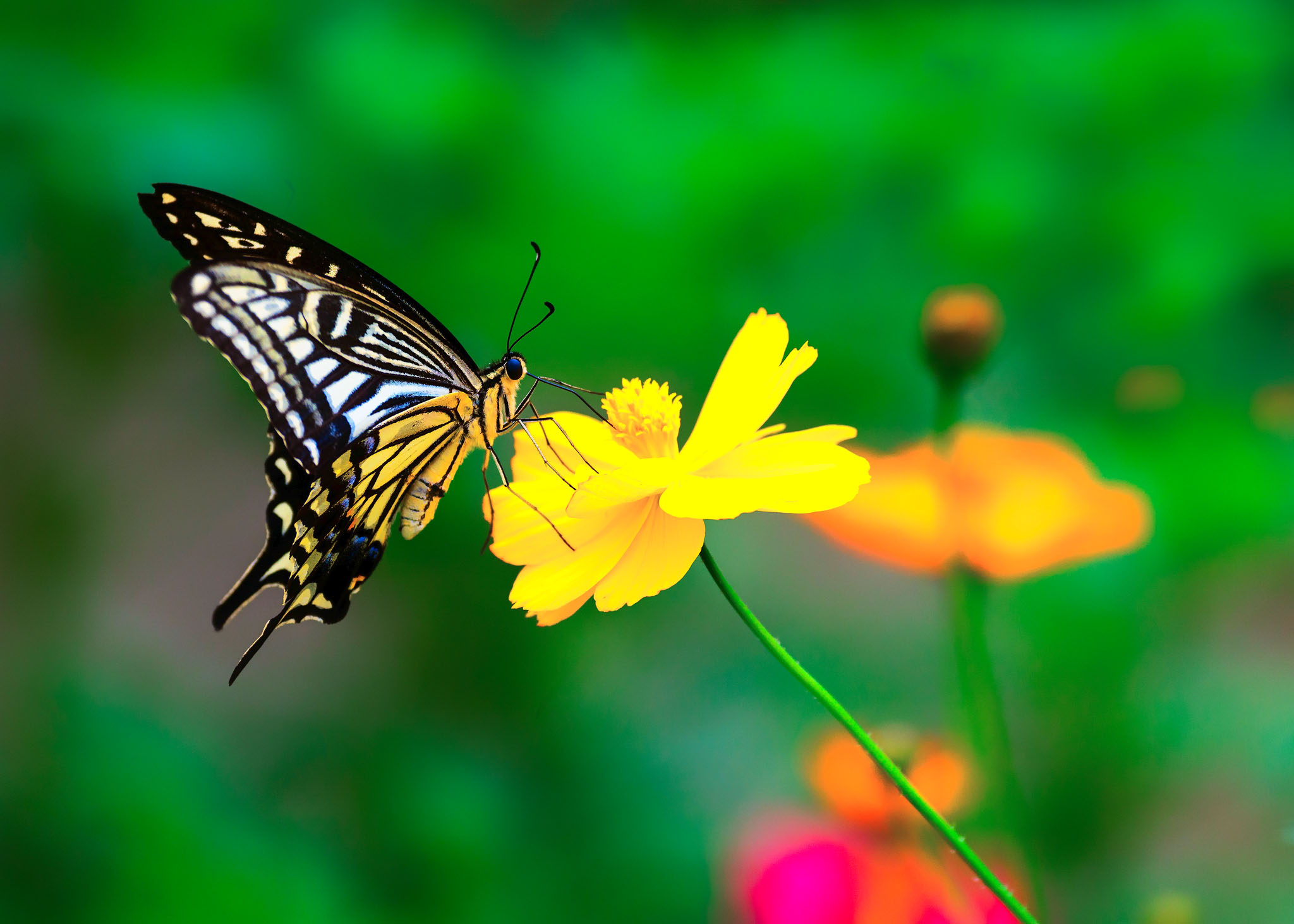 花丛中的两只蝴蝶图片素材_免费下载_jpg图片格式_VRF高清图片500486741_摄图网