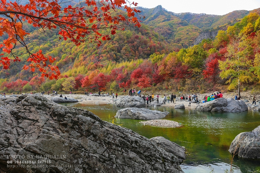 【湖里村的红叶摄影图片】本溪县本桓景观大道