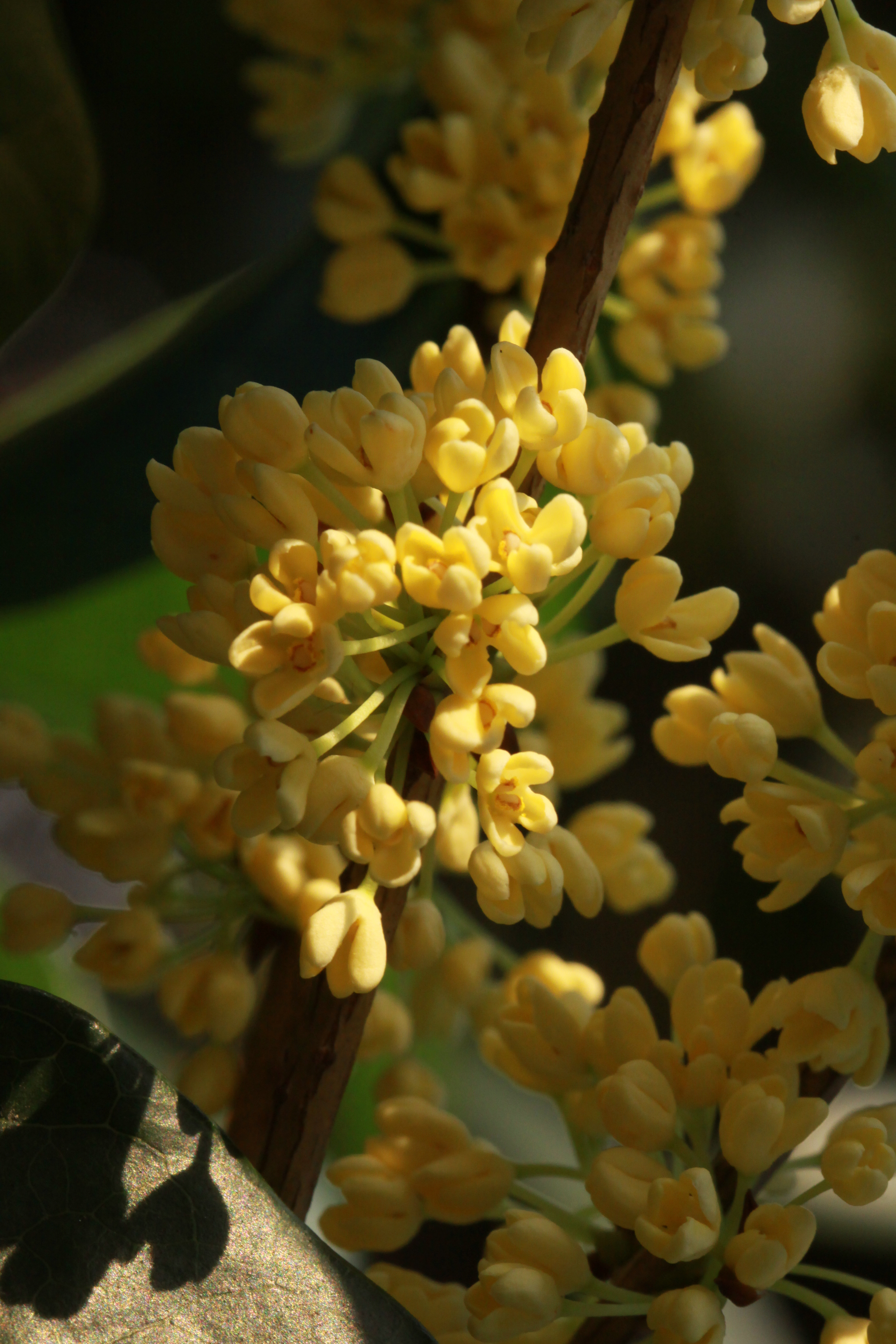 【月中桂花】