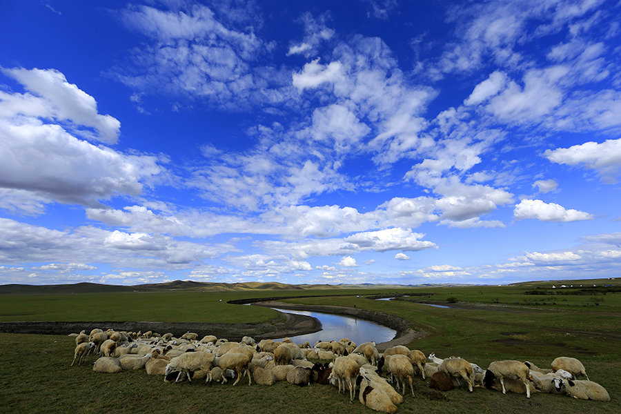 【牧羊曲摄影图片】内蒙古陈巴尔虎旗风光旅游