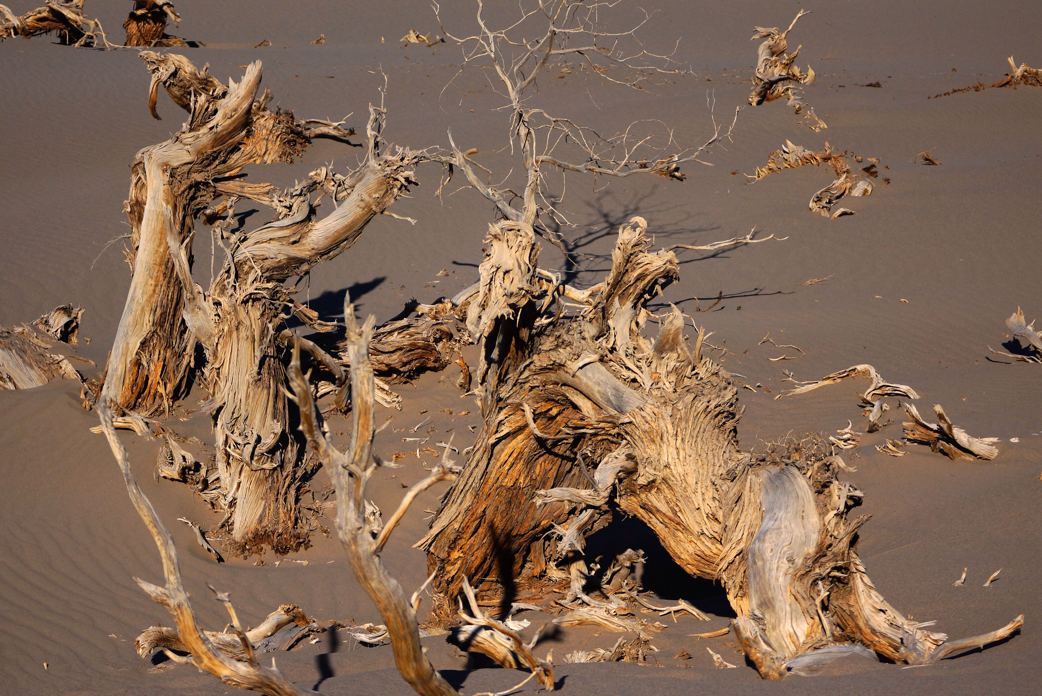 沙漠枯树图片素材-编号10936581-图行天下