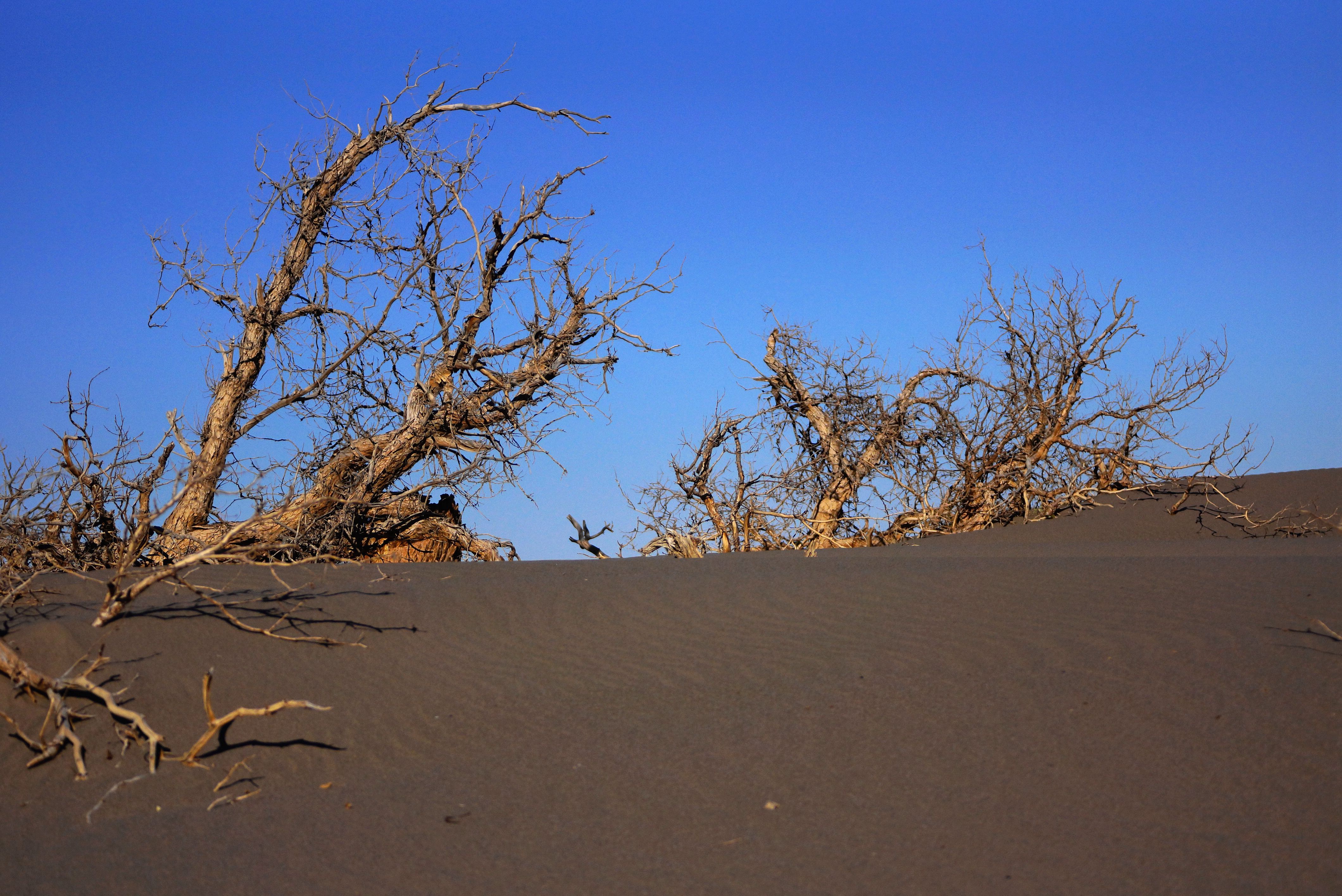 沙漠孤立枯树图片素材免费下载 - 觅知网