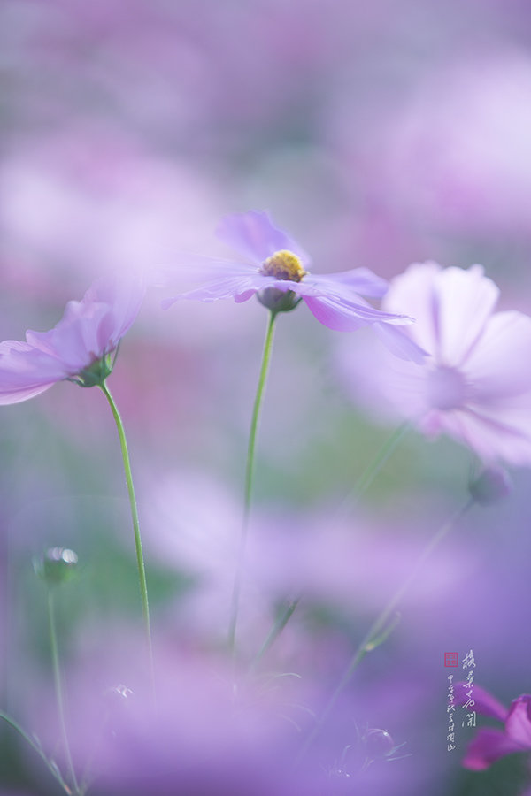 格桑花