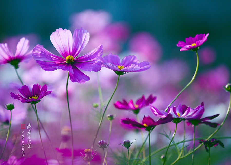 格桑花