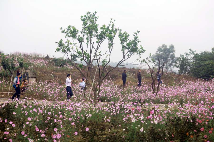 重庆好耍地方——二圣镇天坪山看格桑花开