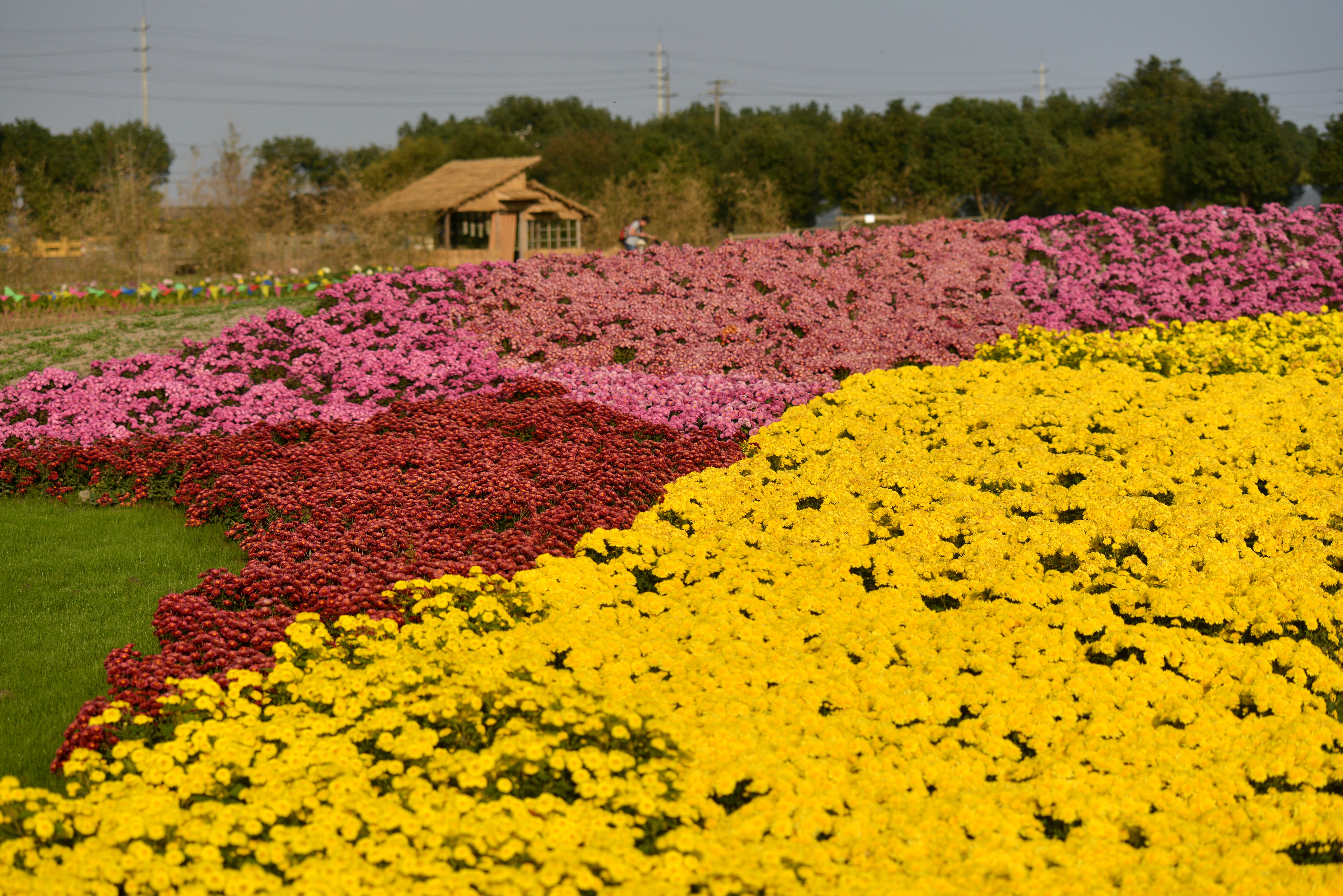 2014上海松江菊花节