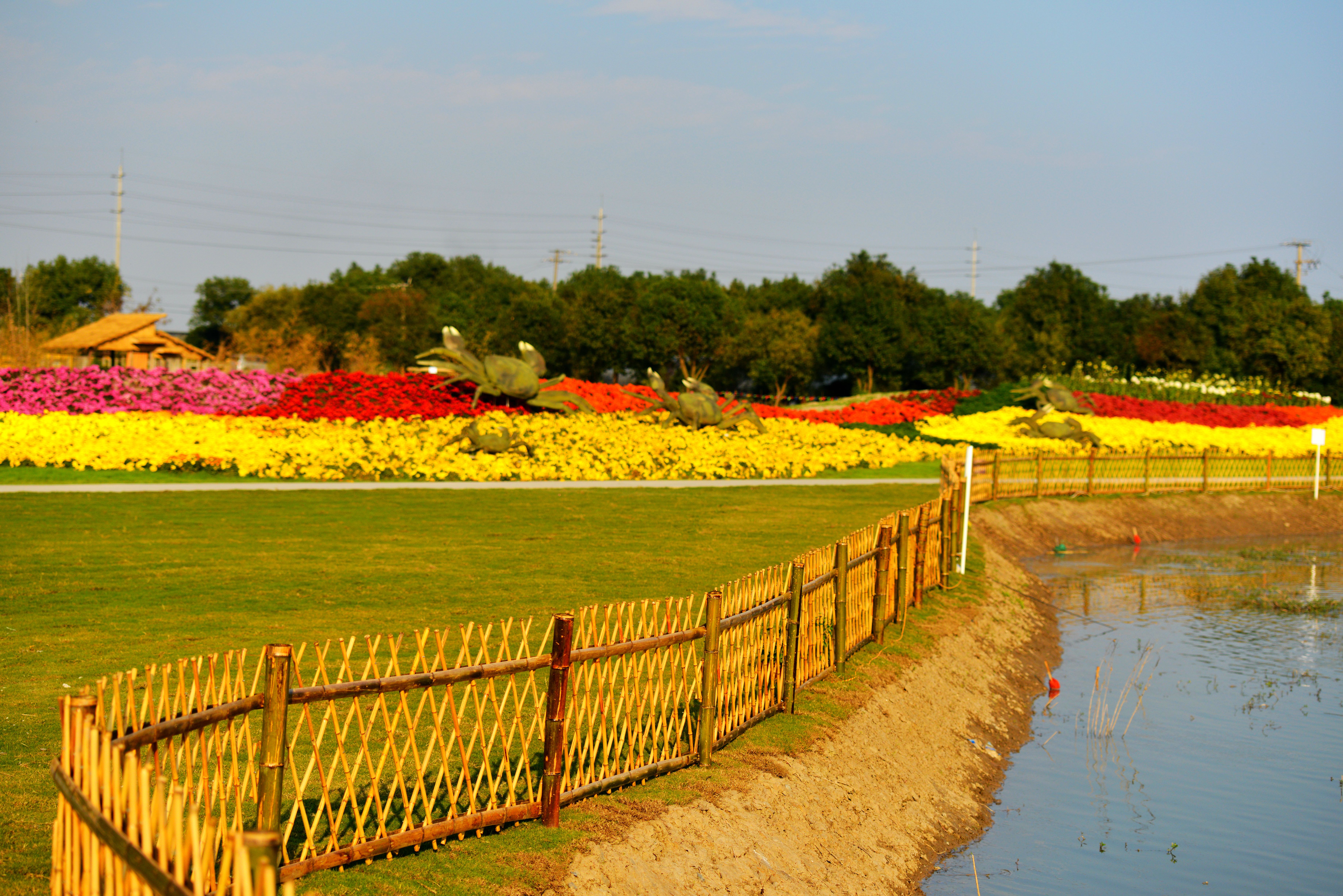 2014上海松江菊花节