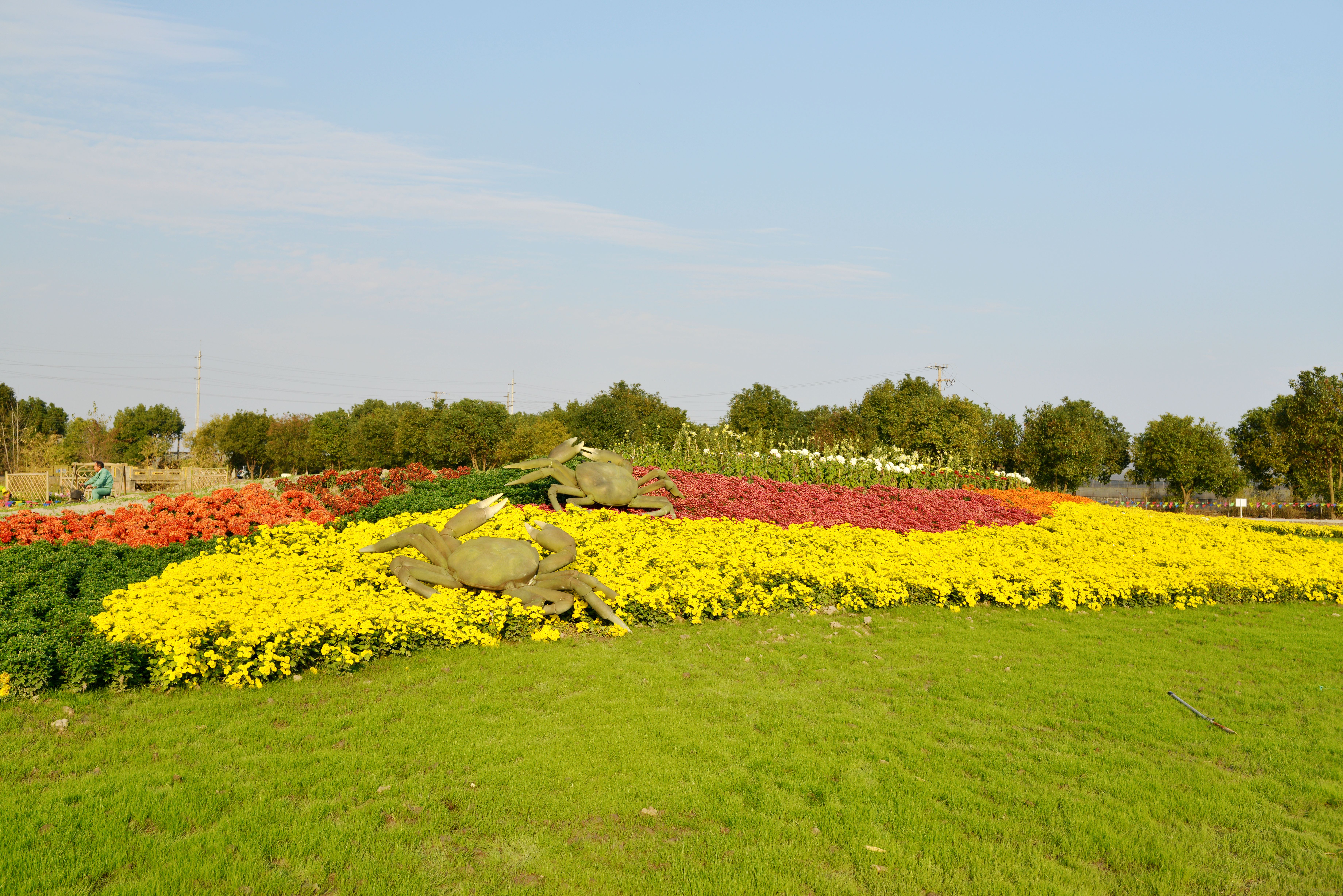 2014上海松江菊花节