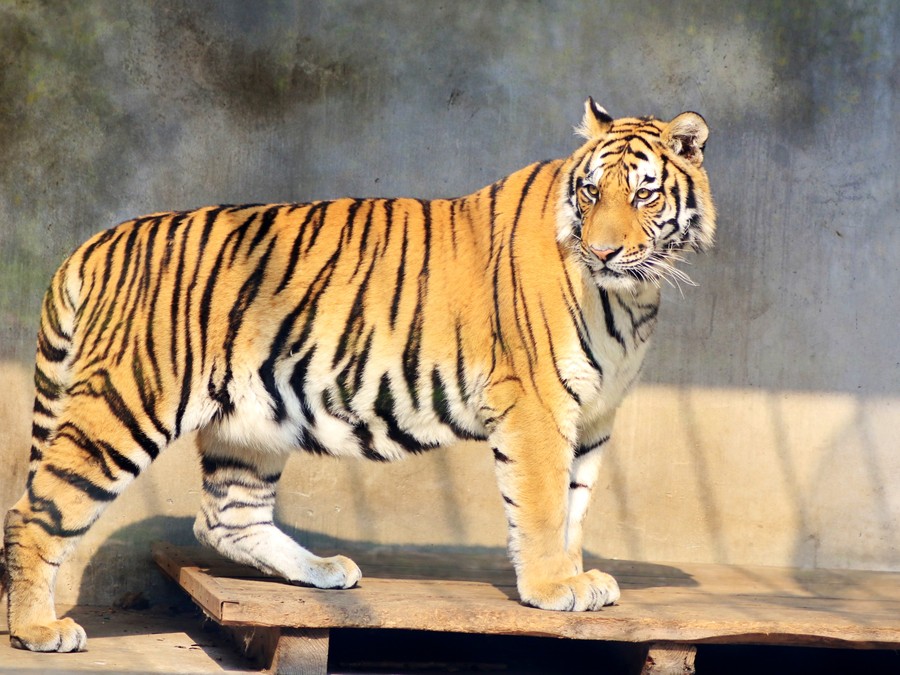 【老虎、狮子。摄影图片】泰州生态摄影