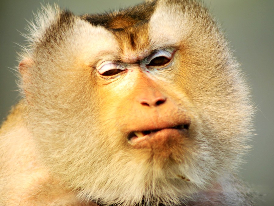 【猴子摄影图片】泰州生态摄影
