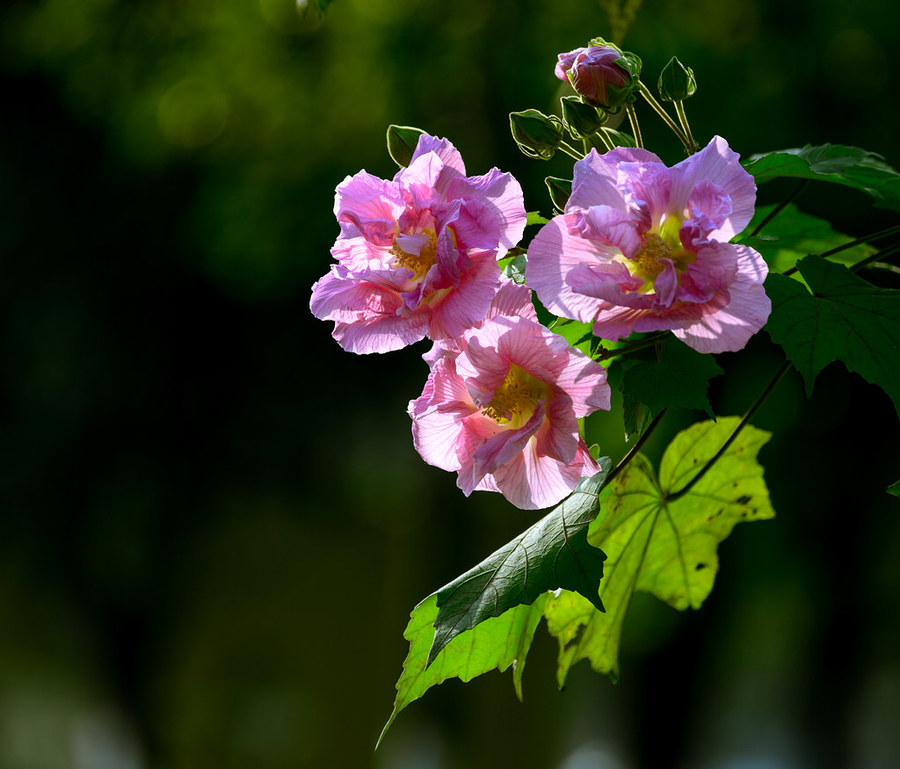 【芙蓉花开摄影图片】生态摄影_太平洋电脑网摄影部落