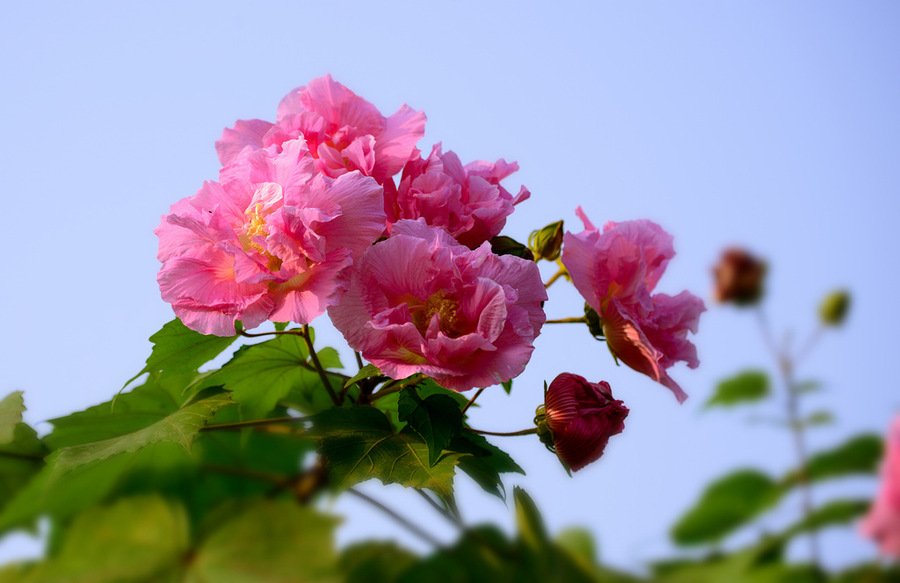 芙蓉花开