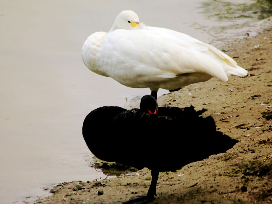 【黑天鹅、白天鹅摄影图片】泰州生态摄影