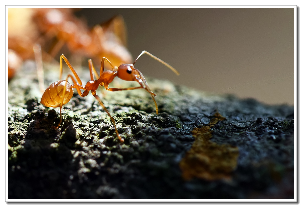 微距之蚂蚁