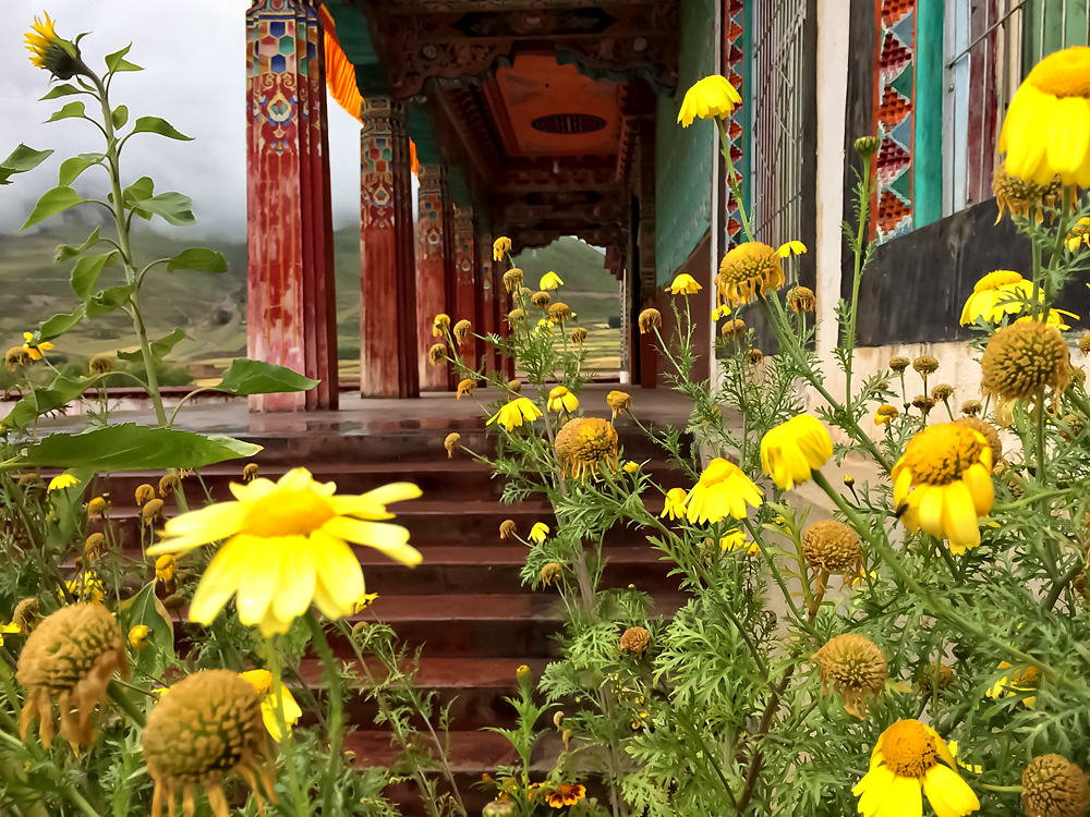 透过开满鲜花的寺庙