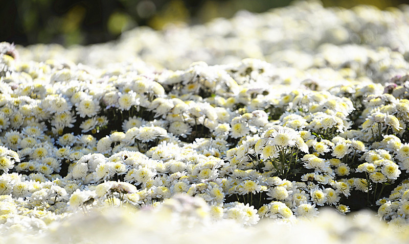 雪山盛开"雪莲花"