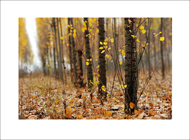 【小品 草木一秋摄影图片】郊区生态摄影
