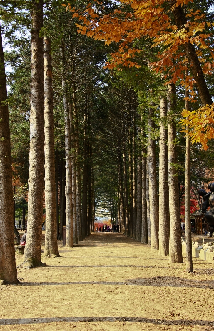 韩国-南怡岛-红叶