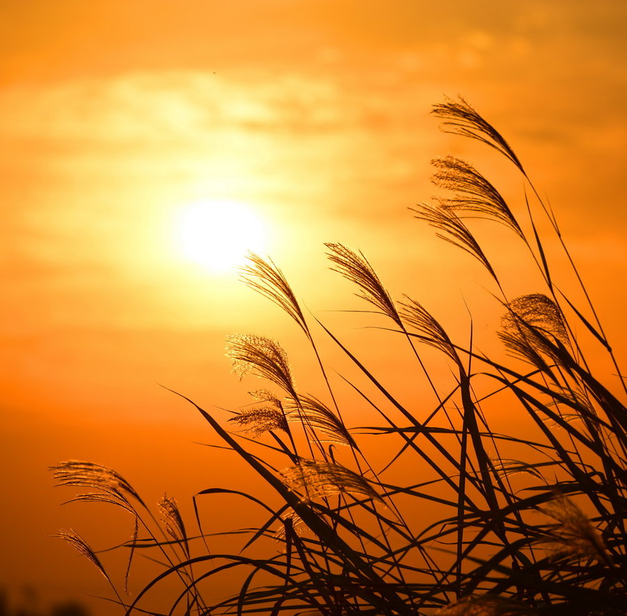 景物 黑鱼湖的芦苇