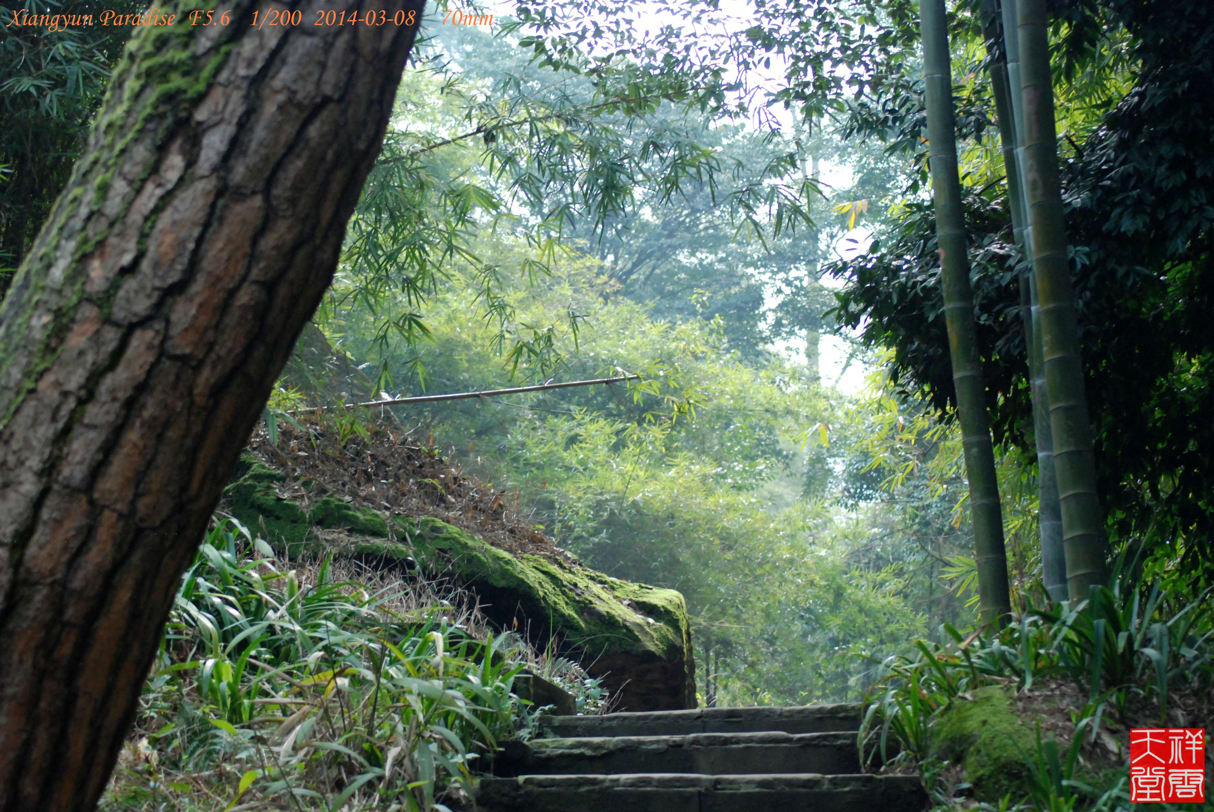 重庆缙云山墨松