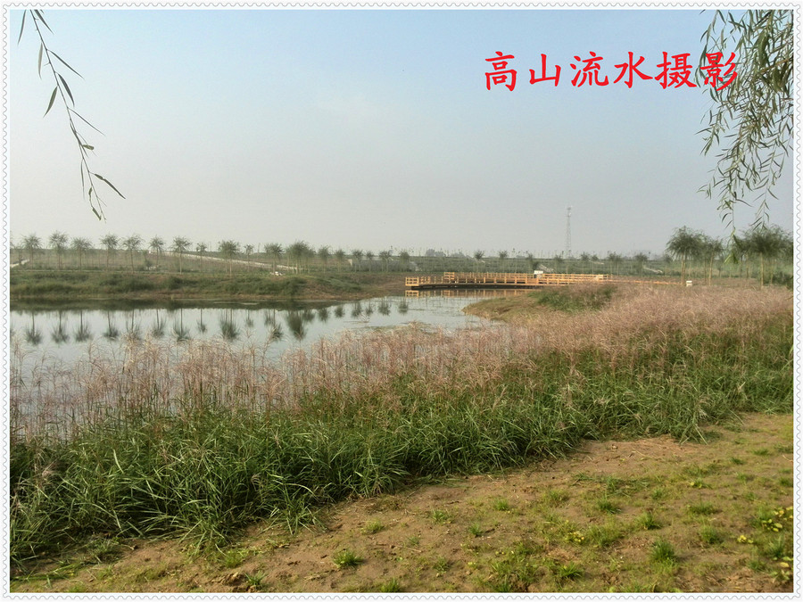 【渭河滩格桑花摄影图片】渭河南岸风光旅游摄