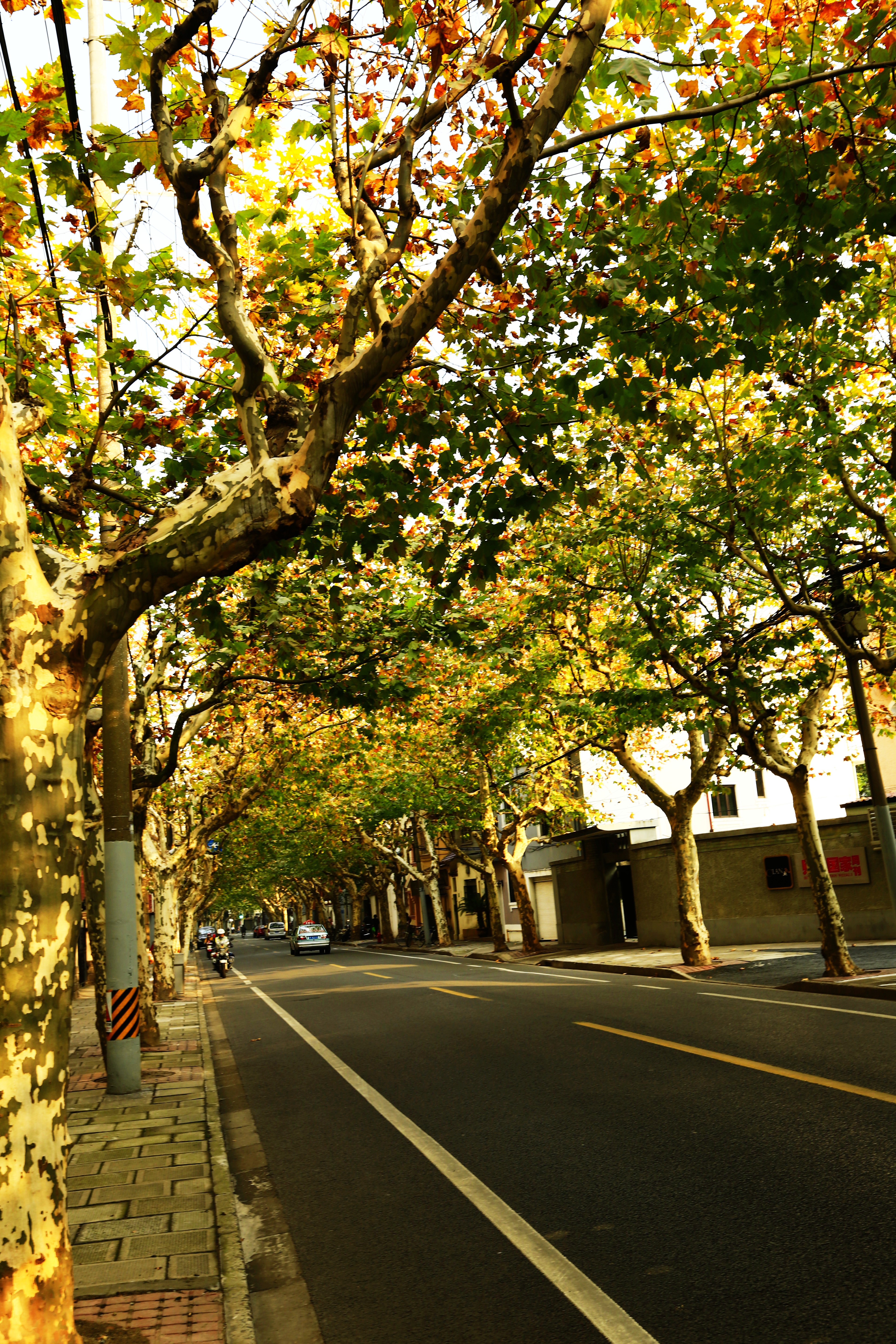 秋天的上海街景