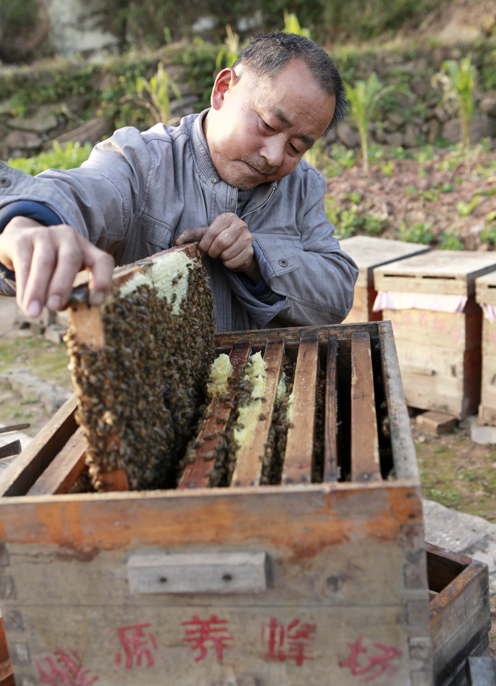 阴灵山下养蜂人