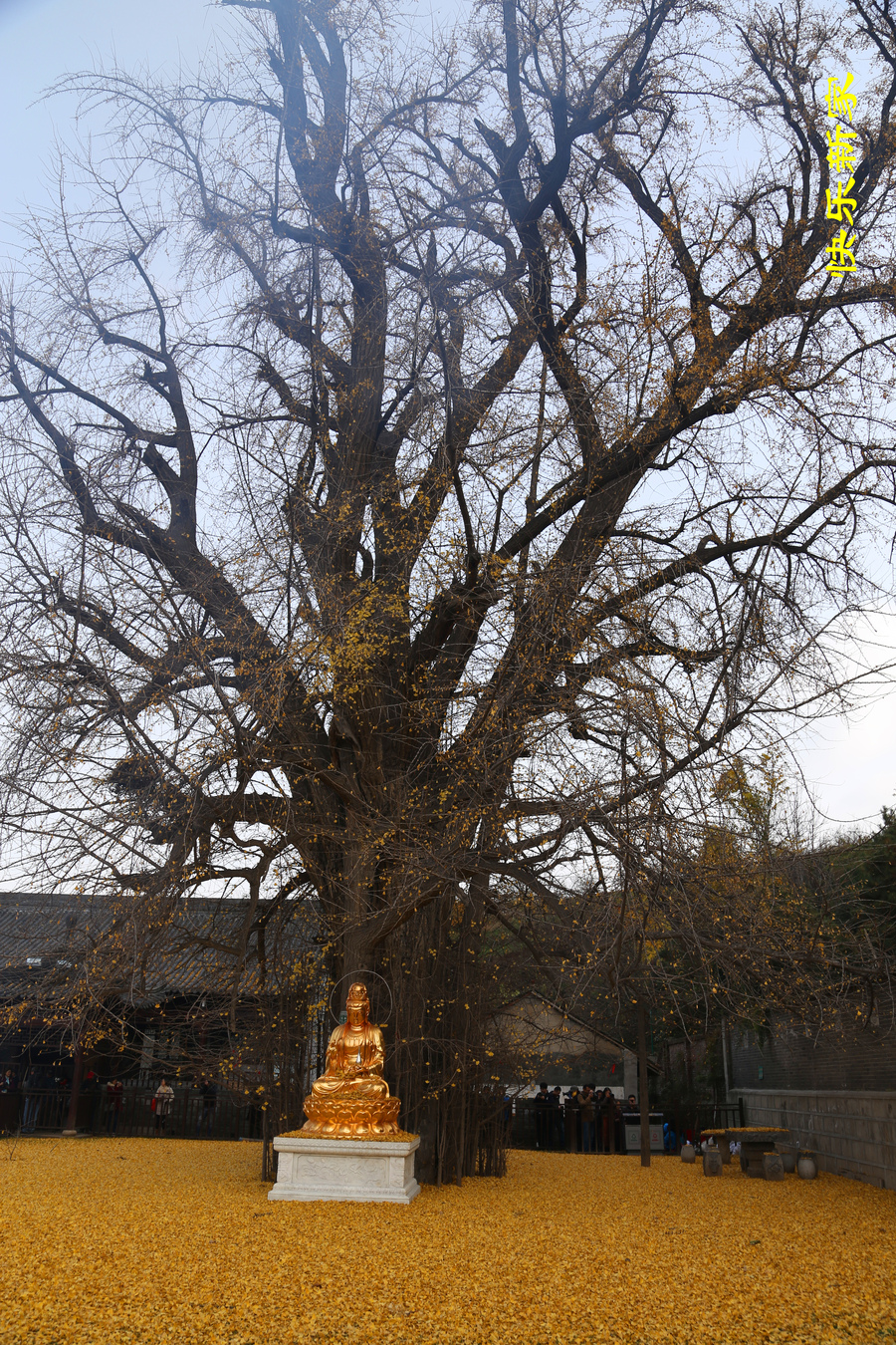 西安长安区古观音禅寺千年银杏树