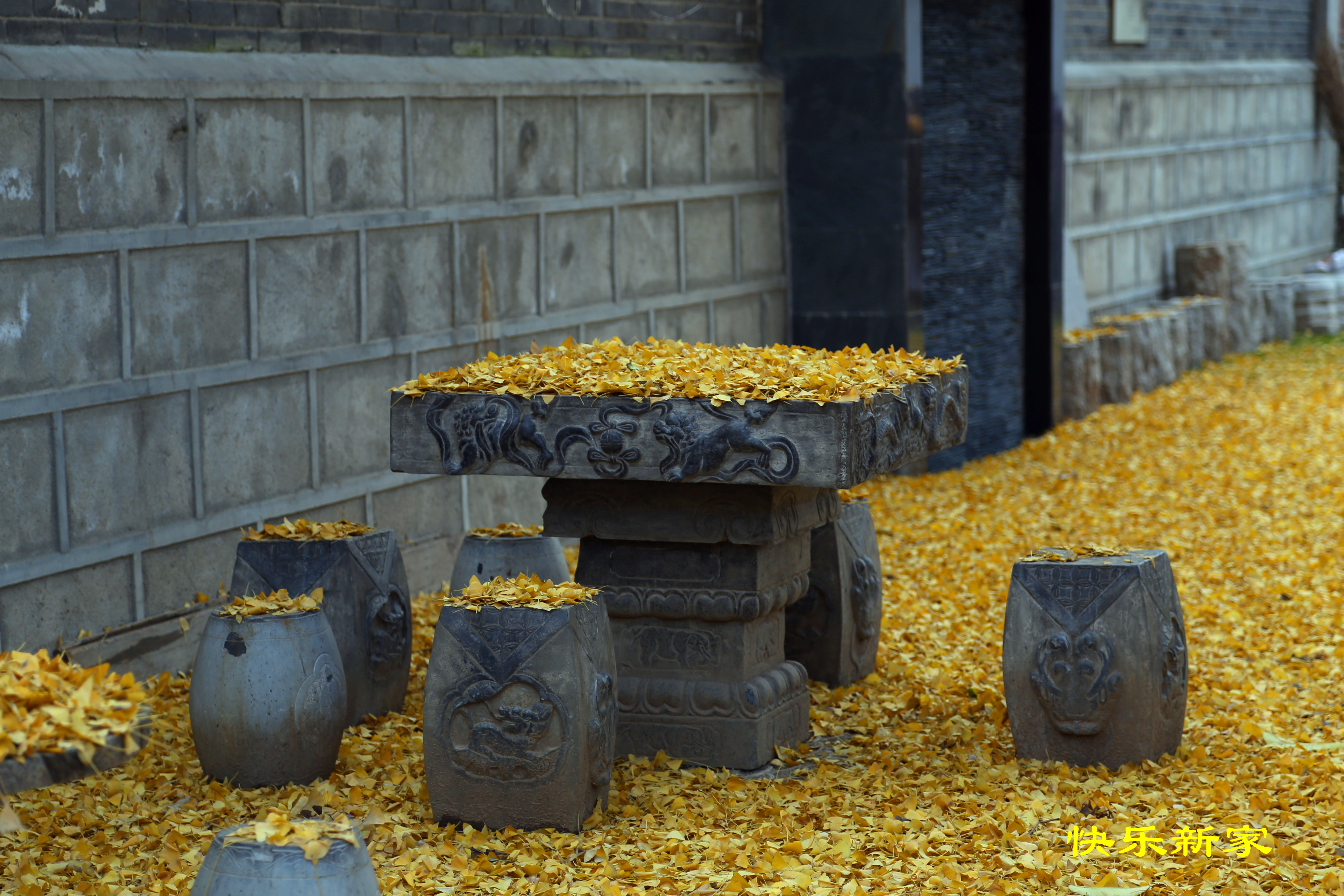 西安长安区古观音禅寺千年银杏树