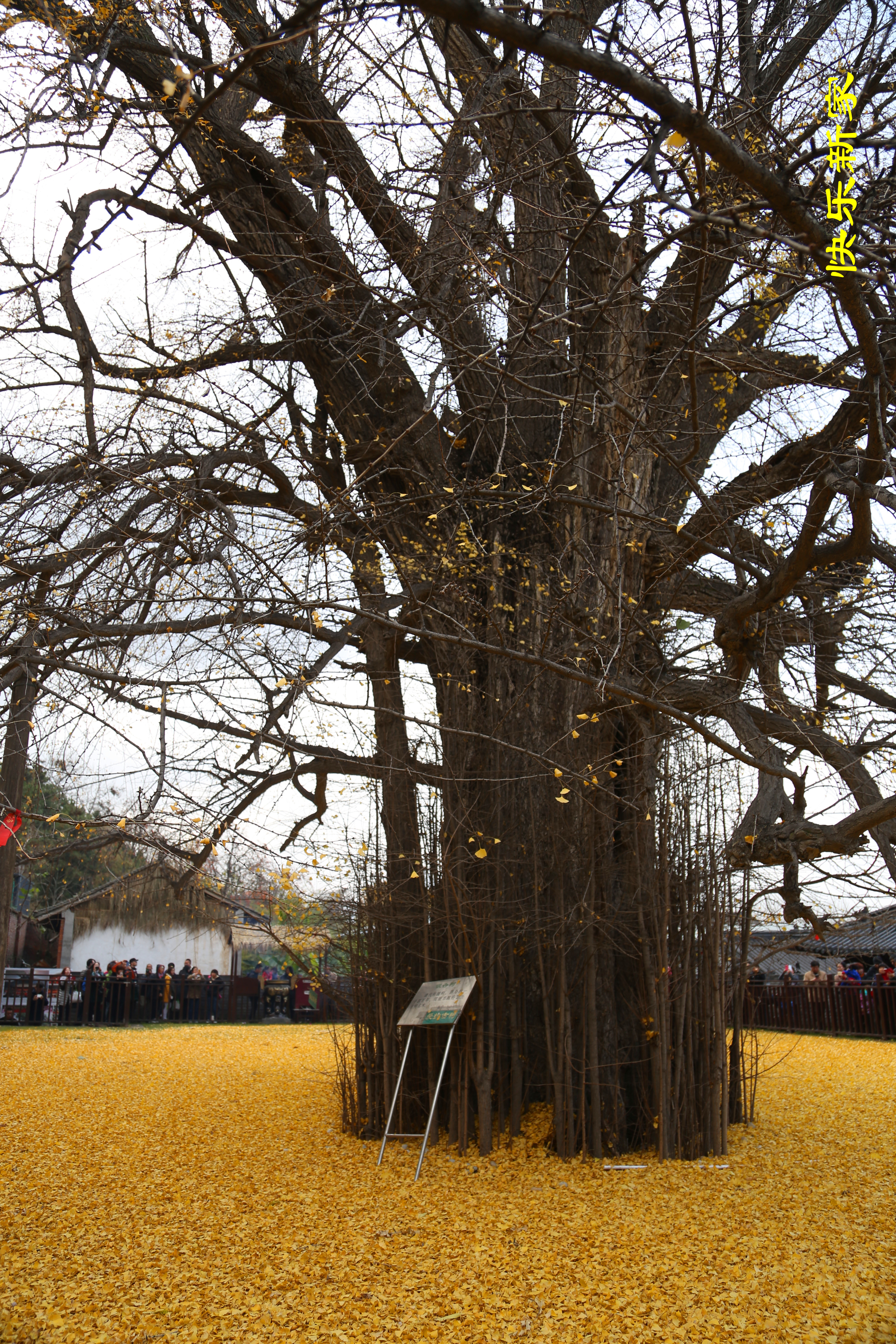 西安长安区古观音禅寺千年银杏树