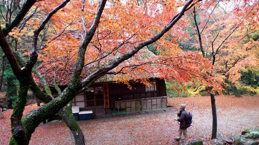 【晚秋:日本奈良摄影图片】风光旅游摄影