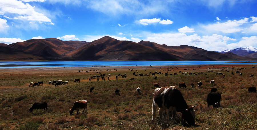 【大美羊卓雍措摄影图片】西藏日喀则风光旅游