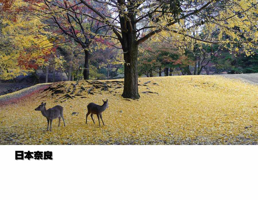 【日本奈良摄影图片】风光旅游摄影