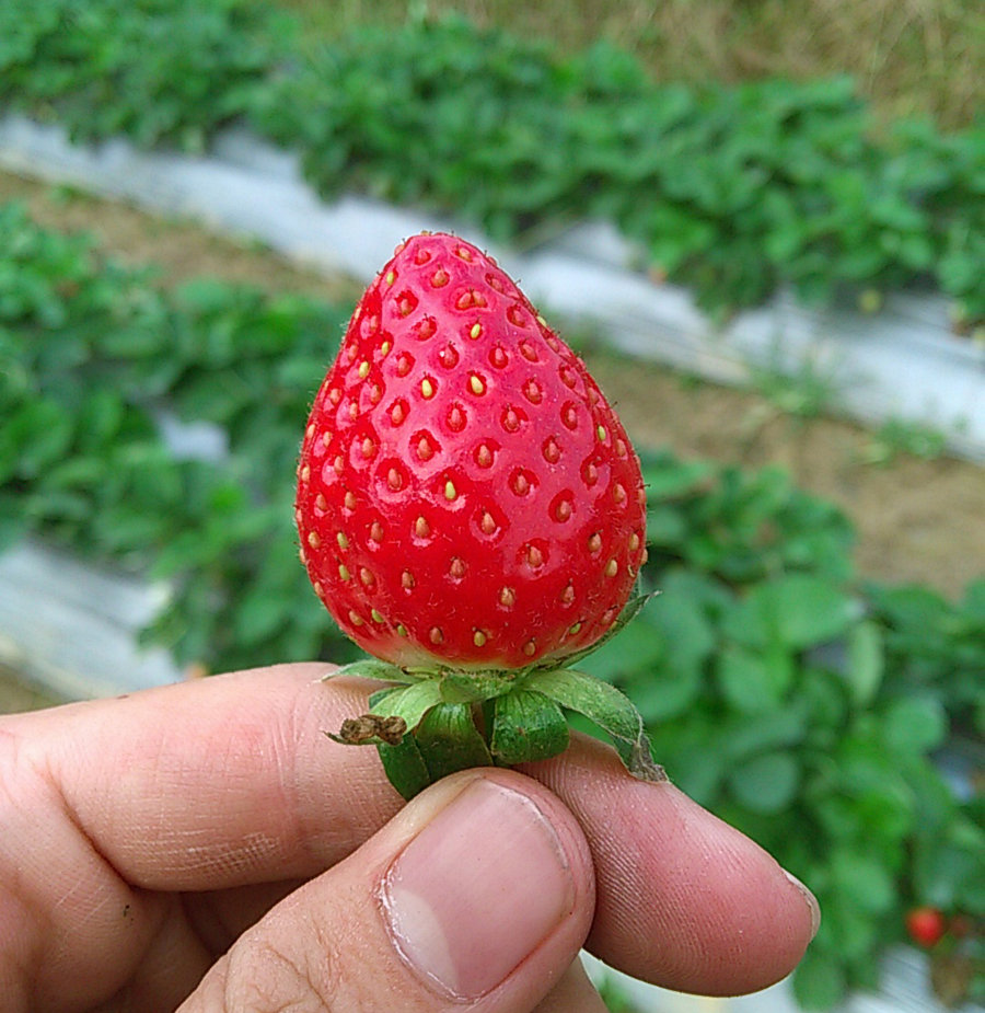 【Strawberry摄影图片】大高州生活摄影