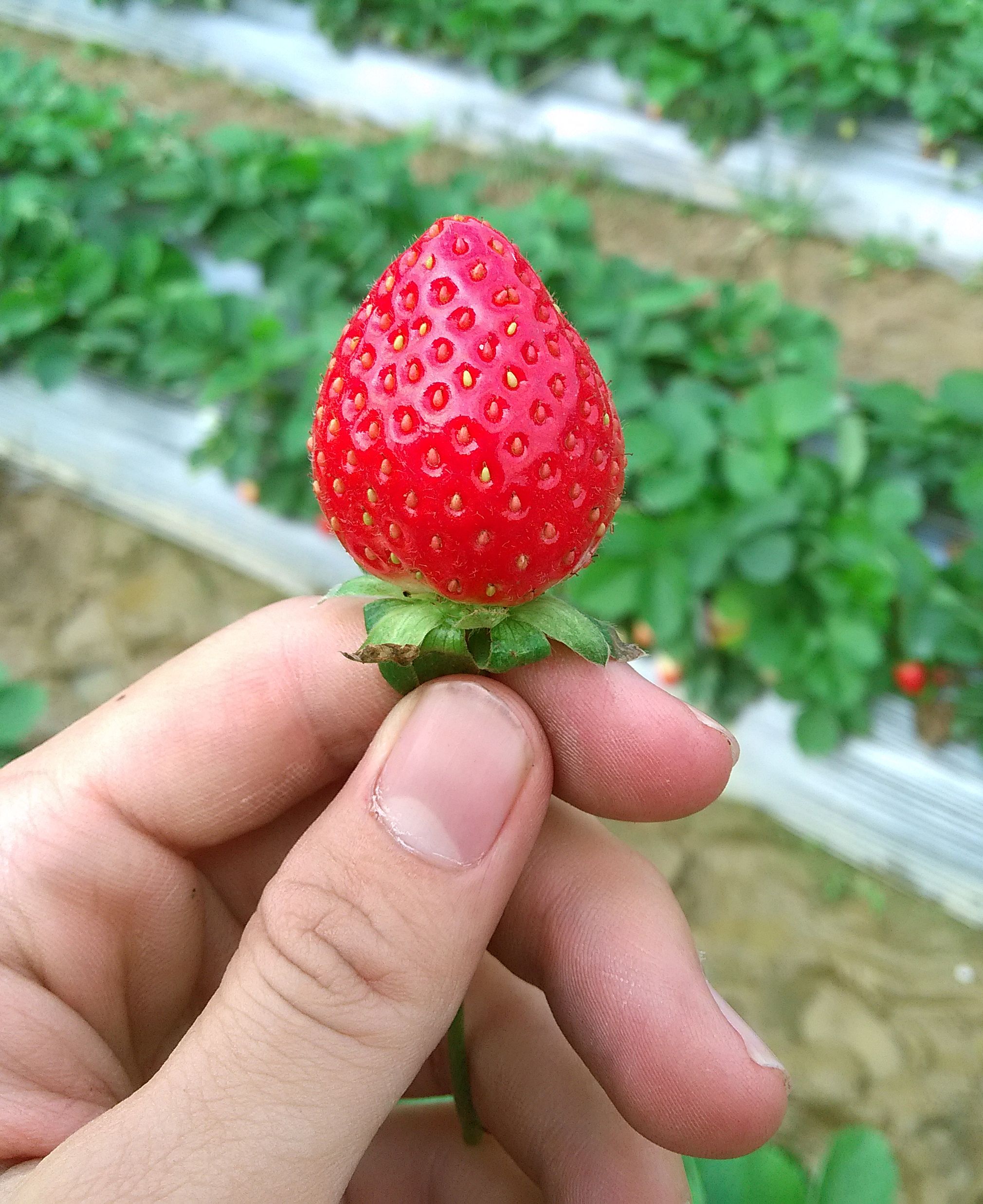 strawberry (photos by 酷派手机)