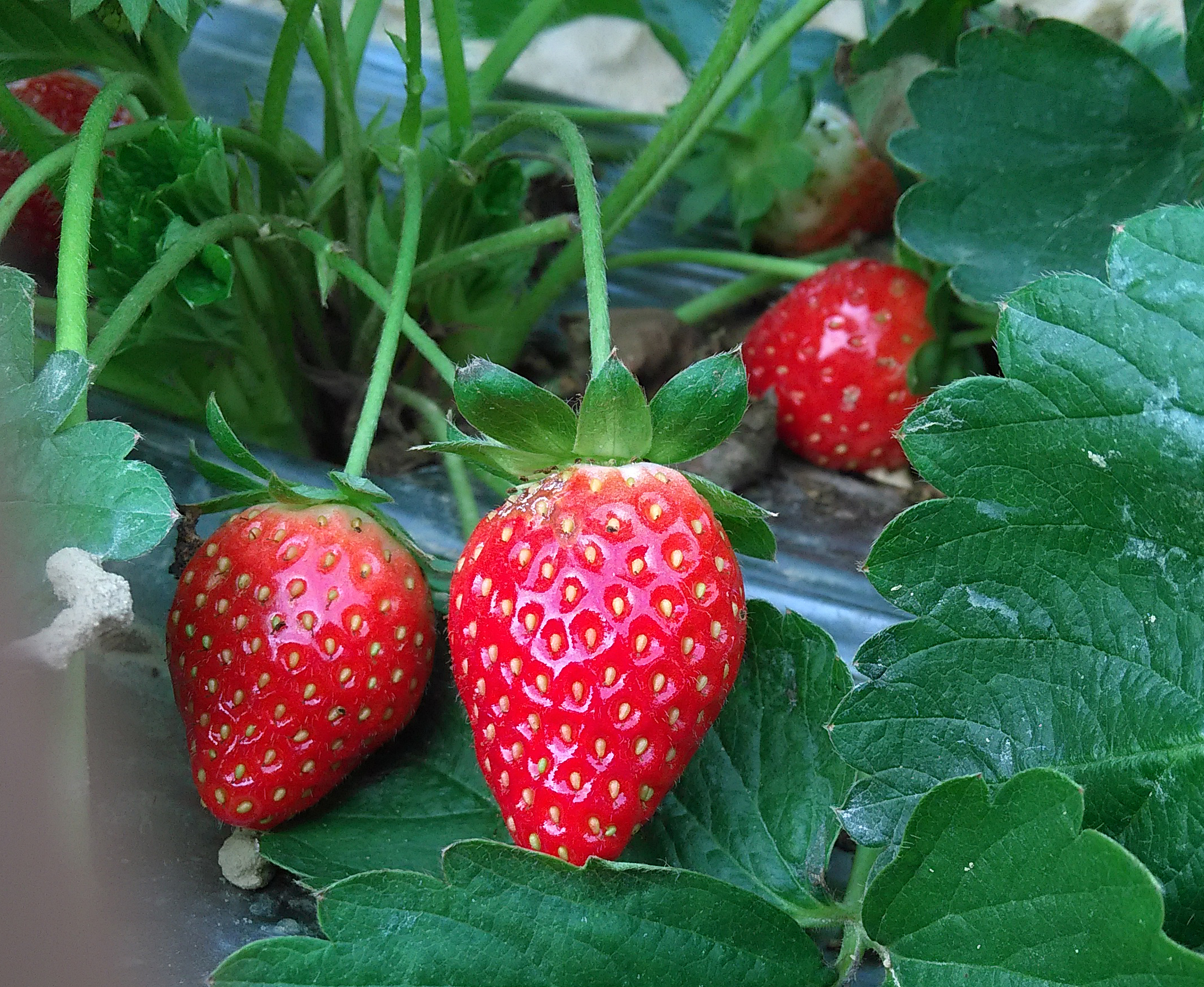 strawberry (photos by 酷派手机)