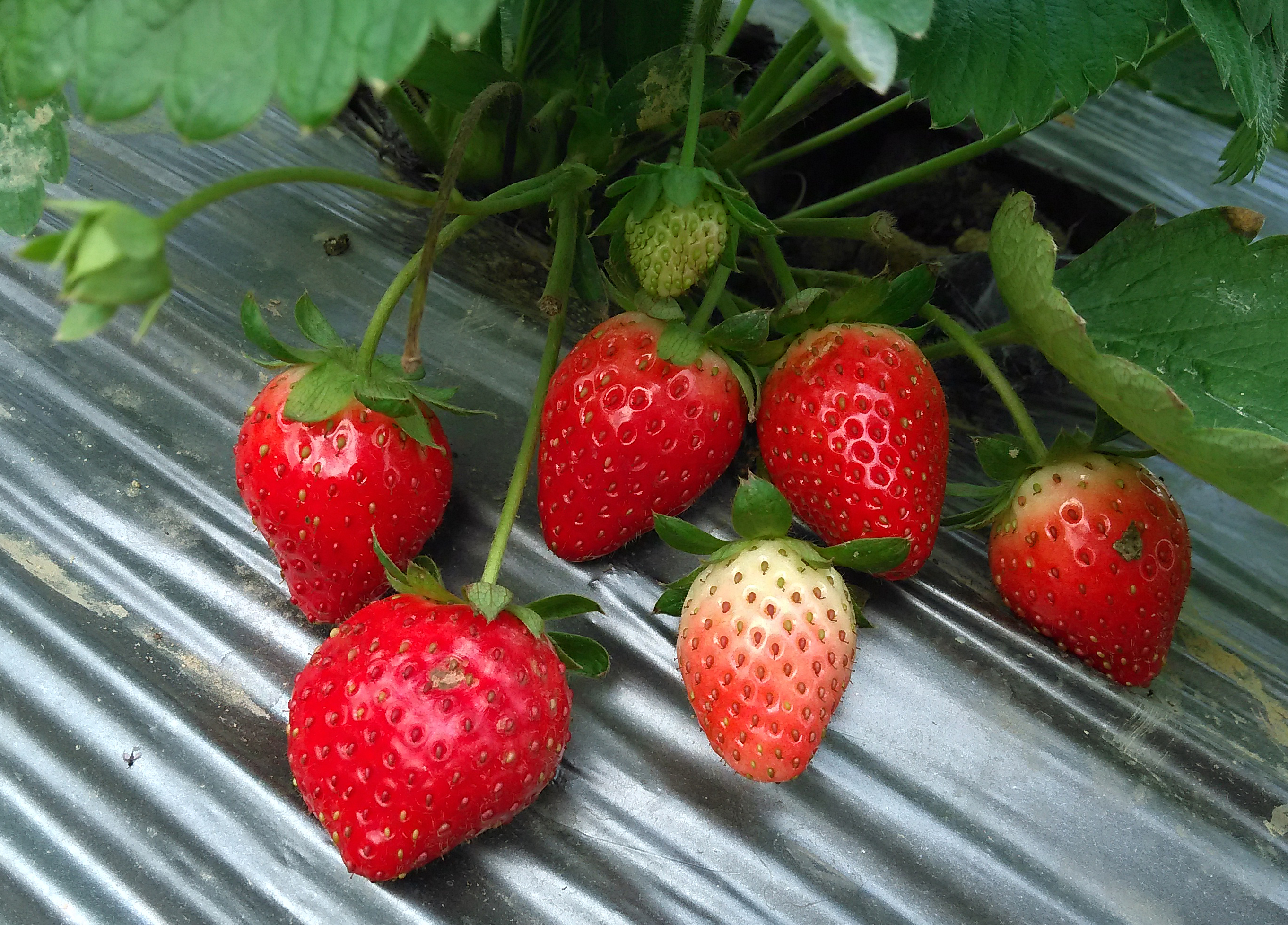 strawberry (photos by 酷派手机)