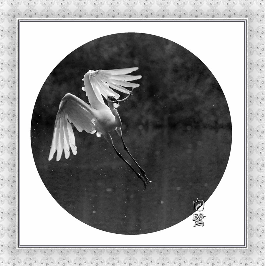 【翱翔在诗歌里的白鹭摄影图片】深圳生态摄影