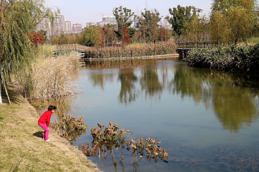 芦荡湖湿地公园