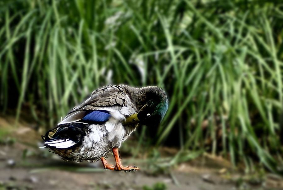 【天鹅--野鸭子快乐的游玩摄影图片】生态摄影
