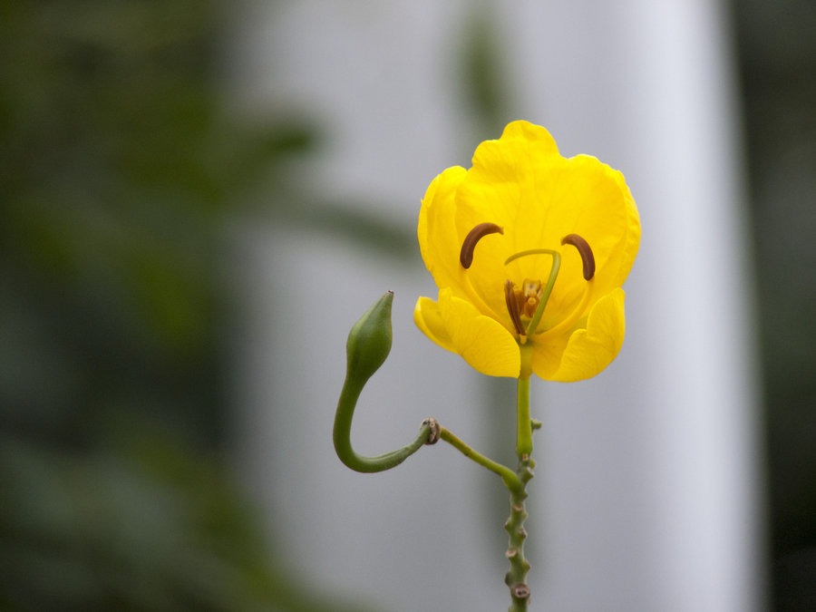 【百花谱--双荚决明(Cassia bicapsularis Linn.)