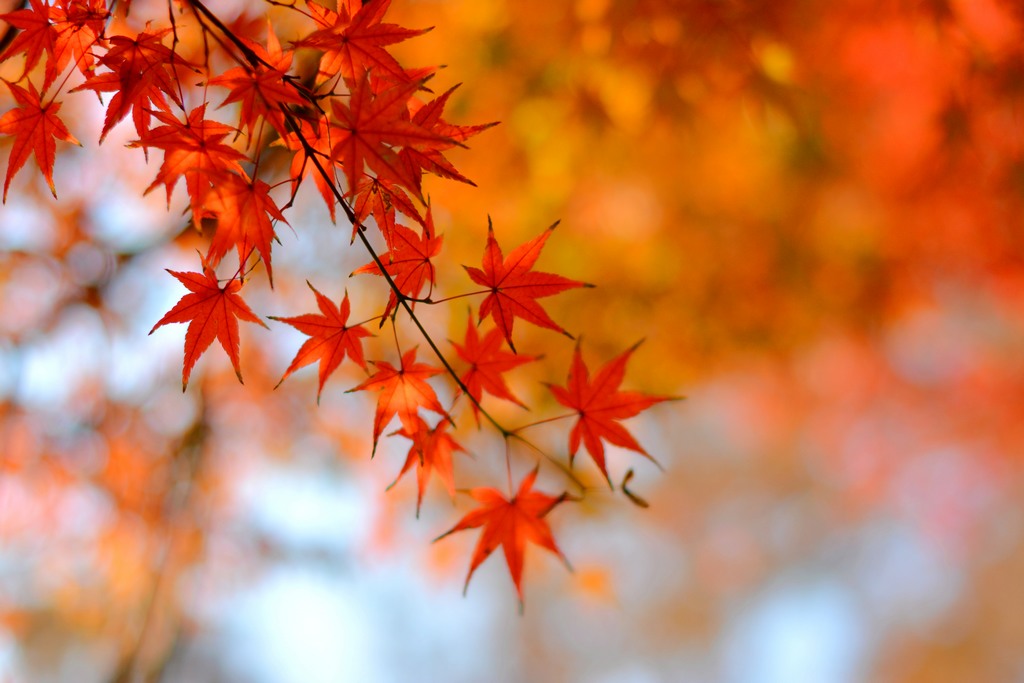 霜叶红于二月花