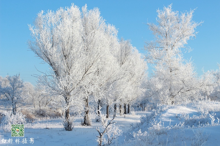 【雪之梦-新华湖再拍摄影图片】大庆新华湖风