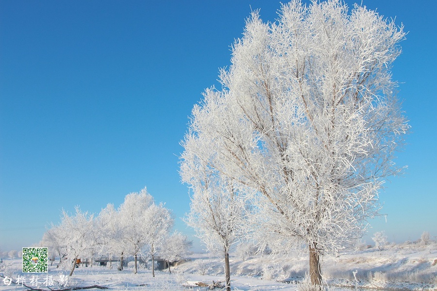 【雪之梦-新华湖再拍摄影图片】大庆新华湖风