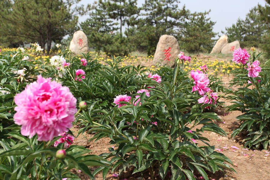 【芍药画展摄影图片】呼和浩特-和林生态摄影