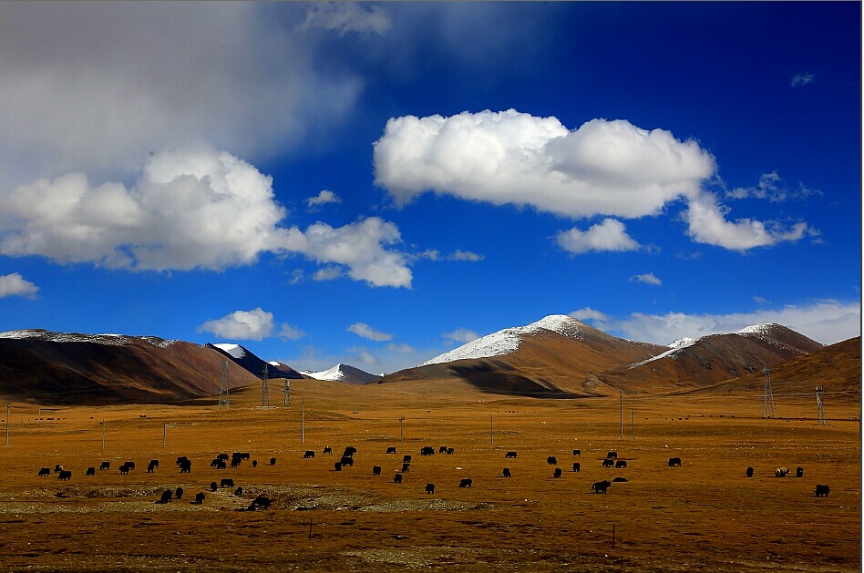 走过西藏―金秋的羌塘草原