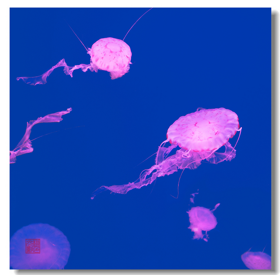 【紫纹海刺水母摄影图片】武汉东湖海洋世界纪